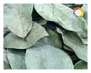 Feuilles de corossol séchées de type biologique du Vietnam Ingrédient naturel de thé Graviola disponible en boîtes en vrac ou en sacs au détail - Product Image 5