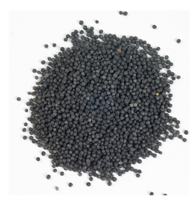 Organic Non-GMO Canola Seeds Wholesome Grain for Livestock Feed Online Purchase Available from Trusted Supplier