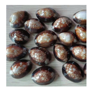 Coquillage cauri utilisé dans la décoration faite à la main et l'artisanat de mode par le fournisseur vietnamien 99 données sur l'or Coquillage cauri exportateur - Product Image 2