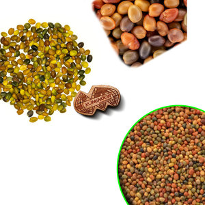 Trébol persa | Material de alimentación de pastos | Elección botánica verde - Product Image 6