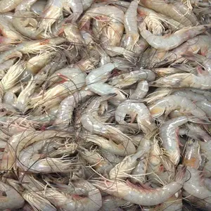 Vietnamese Best Price Frozen Vannamei Shrimp high quality