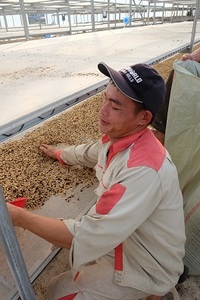 เมล็ดกาแฟคั่วเวียดนาม ซอนลา อาราบิก้า โรบัสต้า เบลนด์ ฟูลวอช 500 กรัม บรรจุถุงซิปล็อค รับผลิตแบบ OEM แบรนด์ส่วนตัว ขายส่ง B2B ส่งออก - Product Image 5