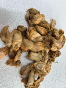 Cocons de soie de mûrier biologique, soie naturelle de qualité, matière première, fabrication artisanale durable, fil recyclé de luxe, filature en vrac - Product Image 4