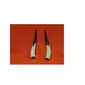 Cuerno decorativo de búfalo de lujo con borde de latón y Cuerno decorativo de búfalo y vaca moderno superior a precio competitivo - Product Image 6