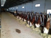 Nouveaux systèmes d'alimentation pour bétail Kocaksan-Sayginlar, système de verrouillage pour mangeoire animale, insertion bidirectionnelle, galvanisé/non peint noir