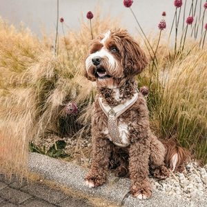 高級ノープルナイロンストラップ、完全調整可能、アウトドアペットベスト、デザイナー ジャカード ウェビング、Y型ハーネスとリードのセット（犬用） - Product Image 2