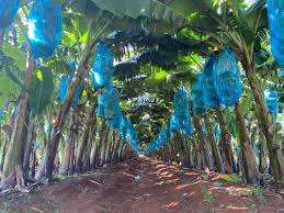 Cavendish Banana Verde Fruta Tropical Estilo Fresco Listo Para Exportar 100% Natural Orgánico de Vietnam - Product Image 2