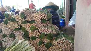 LEMONGRASS Séchées et Fraîches Top Produits de l'Agriculture pour les Épices Best Seller du Vietnam - Product Image 6