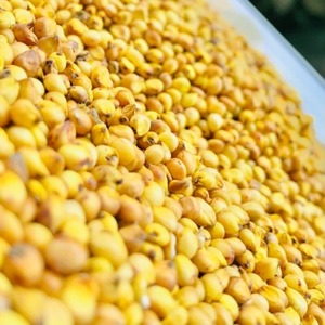 Granos de Sorgo Blanco Premium, Sin OMG, Sorgo Africano para Elaboración de Baijiu y Alimentación Animal, en Venta - Product Image 1