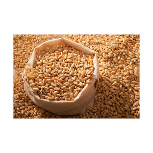 Grano de cebada a granel al por mayor para la venta a precio de exportación barato en todo el mundo - Product Image 1