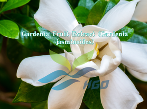 HGO Fournisseur direct d'usine d'extrait de fruit de gardénia (Gardenia jasminoides) de qualité alimentaire, géniposide 10% - 30% extrait standardisé - Product Image 2