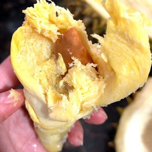 ทุเรียนแช่แข็งคุณภาพสูง LQF จากเวียดนาม หวานและเนื้อครีม บรรจุภัณฑ์สุญญากาศ ส่งตรงจากคุณเจสซี่ - Product Image 4