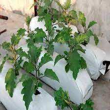 Sacs de culture en tourbe de coco, plaques stabilisées aux UV, biodégradables, longue durée de vie, grands, pour le jardinage sur balcon et terrasse - Product Image 6