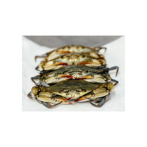 Cangrejos de carapa suave al por mayor, capturados en la naturaleza y frescos a precios competitivos - Product Image 4