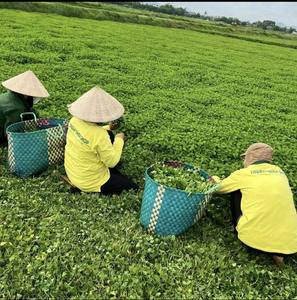 ผงใบเพนนีวอร์ตบดละเอียด ผลิตด้วยเทคโนโลยีการอบแห้งขั้นสูง ให้คุณภาพส่งออกที่สม่ำเสมอ - Product Image 6