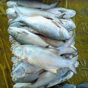 Salmón Congelado IQF Delicioso, Hecho en Fábrica Profesional - Product Image 5