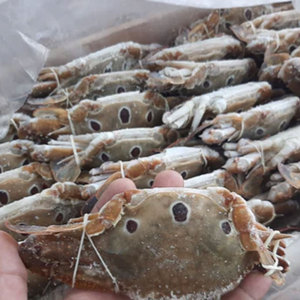 อาหารทะเลปู3จุดแช่แข็งมาตรฐานส่งออกผู้จัดจำหน่ายขายส่ง - Product Image 4