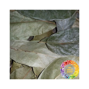 Exportación de calidad superior Hojas de Guanábana secas a granel Venta al por mayor Suministro de hoja de Graviola Ingrediente de elaboración de té natural con el mejor precio - Product Image 3