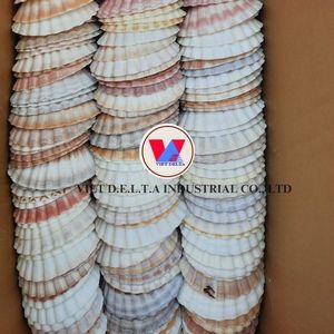 Venta al por mayor de conchas Vieiras de alta calidad para chapeado de alimentos y artesanías decorativas/SEA SHELL / VIETNAM - Product Image 5