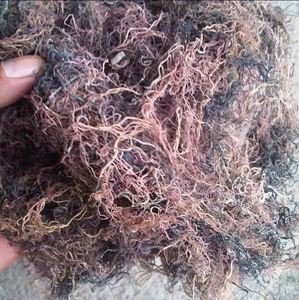 Vente à Chaud Du Fournisseur Du Viet Nam Algues Gracilaria Séchées De Qualité Supérieure À Des Prix Compétitifs - Product Image 2
