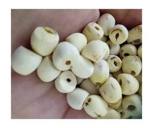 เมล็ดบัวแห้งธรรมชาติขายส่ง เมล็ดบัวขาวจากเวียดนาม - Product Image 1