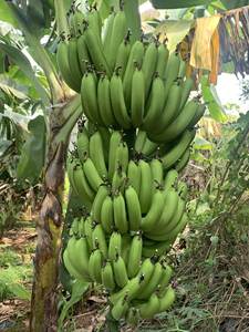 Vente de gros fournisseur de fruits tropicaux verts banane CAVENDISH prête à charger des aliments du Vietnam - Product Image 5