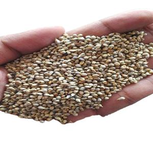 Millet vert pour l'alimentation animale Disponible pour l'exportation - Product Image 5