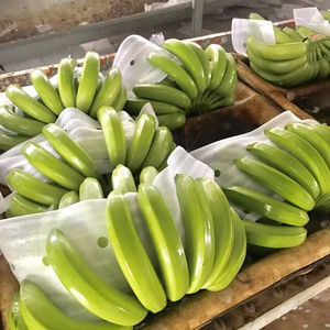 Suministro de Plátanos Cavendish Frescos para Mercados Akina - Product Image 1