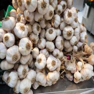 Ajo Fresco de la Nueva Temporada 2026 para Exportación a Senegal, Empacado en Cajas de 25 kg, Bulbos Blancos de Alta Calidad, Venta al por Mayor y al por Menor, Uttaradit - Product Image 1