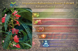 Suministro Directo de Fábrica HGO de Extracto de Flor de Impatiens Balsamina Natural/Extracto de Flor de Bálsamo de Grado Alimenticio, Relación de Extracción 10:1 - Product Image 5