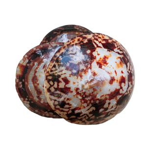 Artesanía de temática costera con concha de Lapa por el exportador de Vietnam 99 Datos de oro para arte y uso interior - Product Image 3