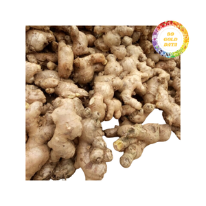 Premium Quality <b>Fresh</b> <b>Ginger</b> for International Markets Carefully Sorted and Professionally Handled - Product Image 2