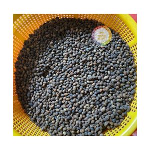 เมล็ดมะละกอตากแห้งจำนวน99เม็ดทำจากเวียดนาม - Product Image 5