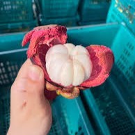 Verse Biologische Mangosteen Thailand - Koningin van de Vruchten Volle Smaak Zoet Gezonde Voordelen Graad 8kg Doos 1-2 Weken Houdbaarheid Khey
