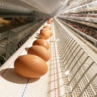 Jaula de capa de pollo automática de alta calidad blanca, sistema de recolección de huevos para granja avícola, cinturón de almacenamiento para entrega de huevos