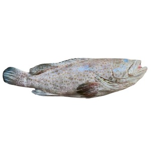 Mérou de qualité supérieure à vendre - Product Image 1