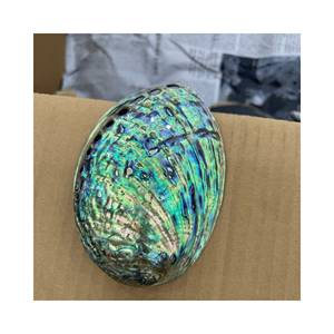 Concha de abulón natural, hermosos colores oceánicos, ideales para decoración del hogar, fabricación de joyas y proyectos de artesanía - Product Image 6