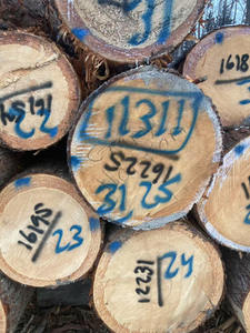 ไม้สนเนื้ออ่อนคุณภาพพรีเมี่ยมส่งออก Pinus silvestris ท่อนไม้กลม - Product Image 5