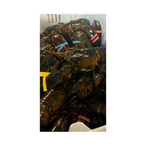 Homards surgelés Approvisionnement en vrac Vente en gros à bas prix Produits de la mer capturés à l'état sauvage Qualité - Product Image 1