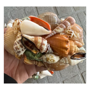 Petits coquillages naturels pour l'art des ongles, l'aquarium et l'artisanat en résine époxy - Product Image 2