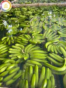 Offre Spéciale 2026 Meilleur Prix pour Bananes Fraîches en Gros Carton de 13 kg Qualité Premium du Vietnam par 99 Gold Data - Product Image 3