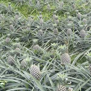Ananas frais de qualité supérieure du Vietnam avec un Brix élevé, approvisionnement en vrac pour les importateurs - Product Image 4