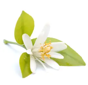 Organic Citrus Aurantium Flower Oil Neroli Absolute Oil Available In 100 ML Bottle At Wholesale Price From India