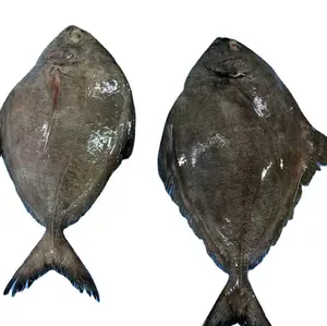 Miglior pesce rosso Pomfret / Pacu pesce intero rotondo in Africa