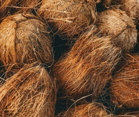 Fibre de noix de coco brute | Fibre de coco naturelle pour l'agriculture, l'horticulture, les matelas, les cordes et l'artisanat