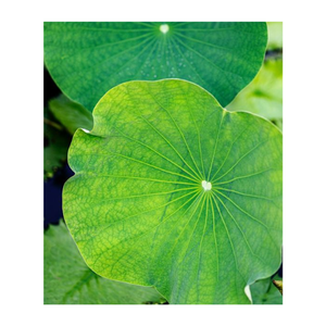 ใบบัวสดห่ออาหารจากผู้ผลิตเวียดนามราคาถูกที่สุด - Product Image 2