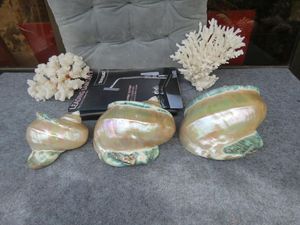 Conchas Marinas Grandes al por Mayor, Turbo Marmoratus, Concha Grande de Vietnam, Ideal para Decoración con Temática Oceánica, Exhibición de Turbo Marmoratus - Product Image 2