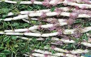 LIMPIA ETIQUETA AGUA CONGELADA MIMOSA NATURAL FINCA COSECHA PARA APOYO INMUNE Y BIENESTAR - Product Image 4