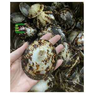 Conchas de Lapa de Vietnam ecológicas para decoración inspirada en el océano, diseño de joyas y artesanía sostenible, superventas 2025 - Product Image 3