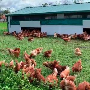 Continental Mobile Farmyard 60 M2 - Product Image 3